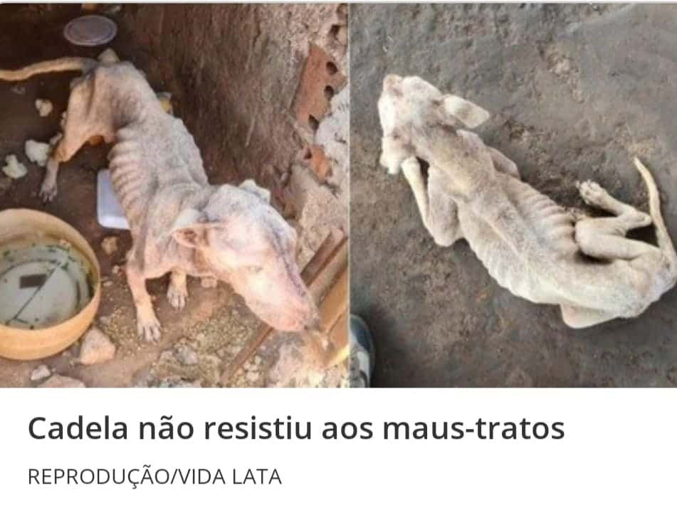  Cão que teve as patas quebradas pelo seu primeiro tutor,  adotado e devolvido