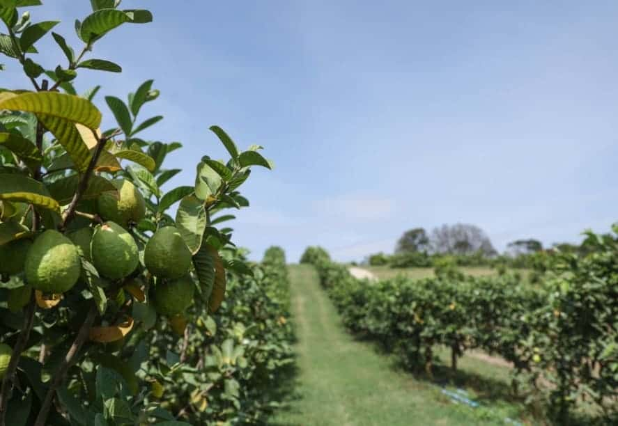 Goiaba: sistema de cultivo desenvolvido em Jundiaí produz fruta o ano todo