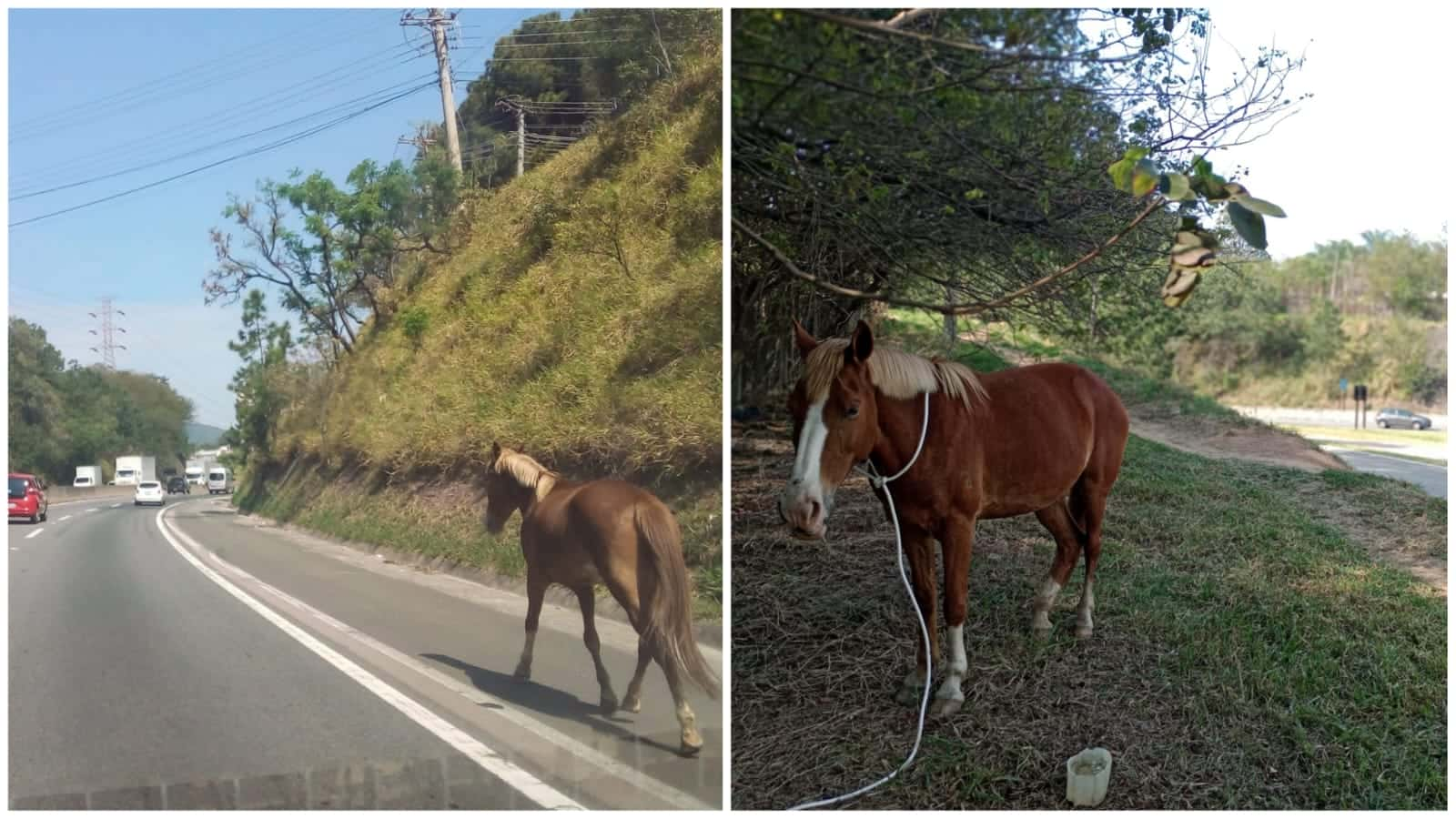 Animal na Rodovia Vice-prefeito Hermenegildo causa risco de acidente 