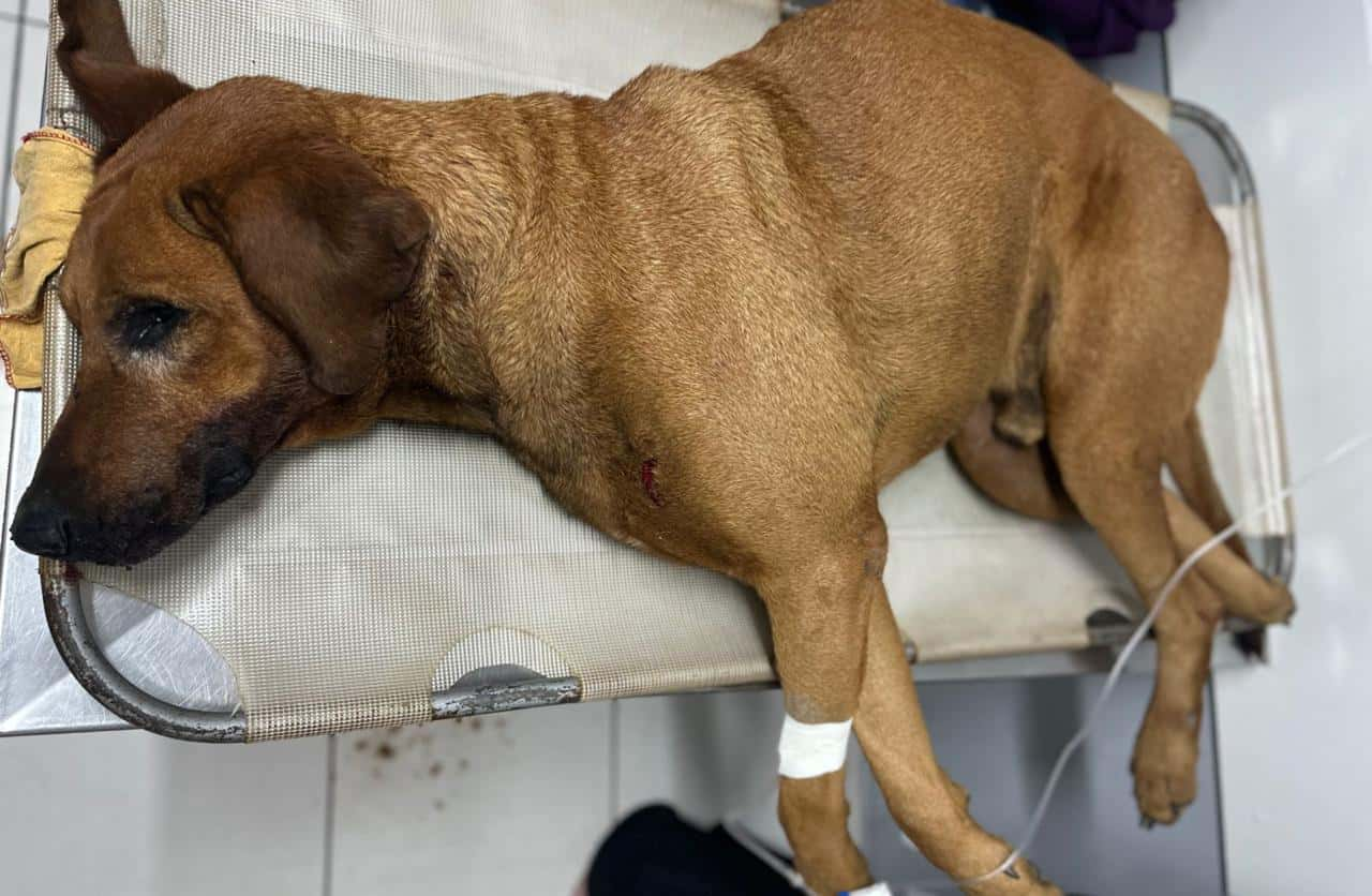 Procura-se tutor que teve Pet encontrado atropelado na praça do Guacuri