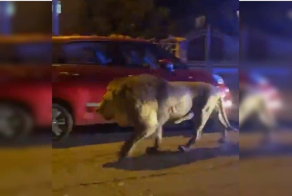 Leão escapa e aterroriza uma cidade 