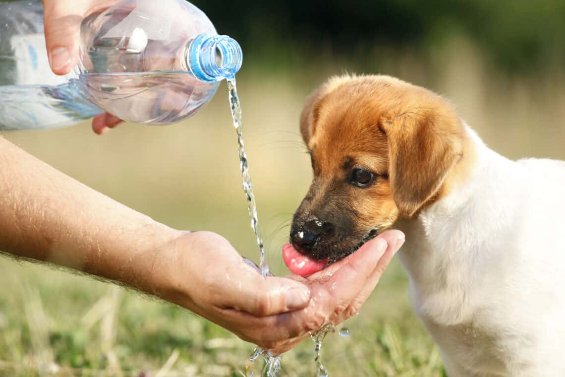 Onda de Calor no Brasil: Cuidados Essenciais com os Pets