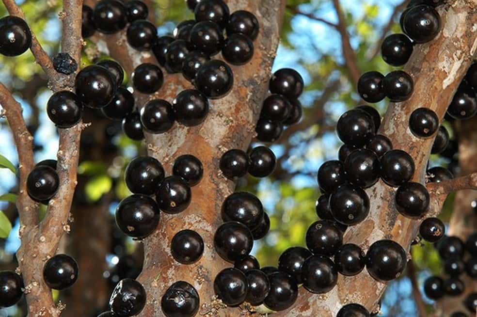 Jabuticaba é eleita a 2ª melhor fruta do mundo em ranking