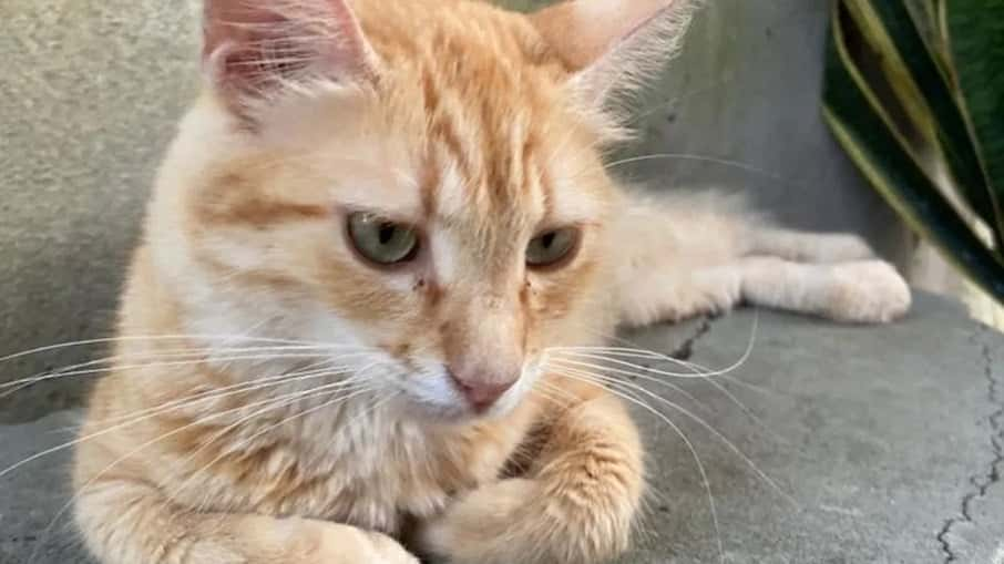 Gata some de casa por quase 2 anos e volta para aniversário da dona