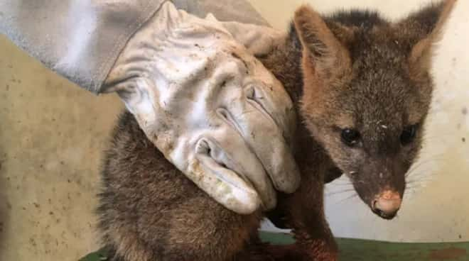 Cachorro-do-mato é resgatado num buraco dentro de condomínio em Jundiaí