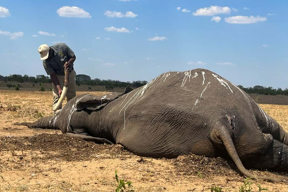 Dezenas de elefantes morrem de sede no Zimbábue devido à seca