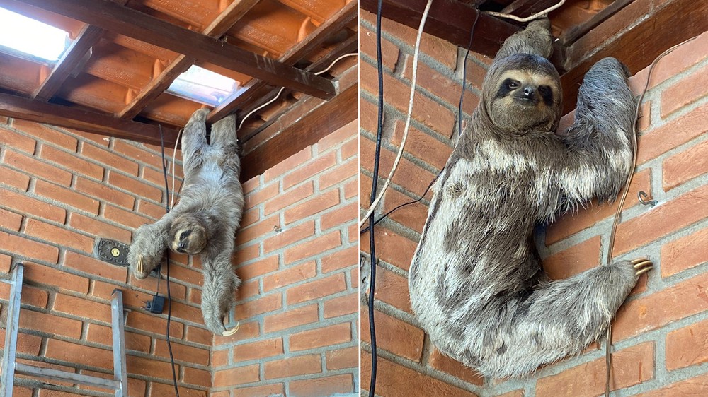 Bicho-preguiça é encontrado pendurado em telhado de chácara em Várzea Paulista