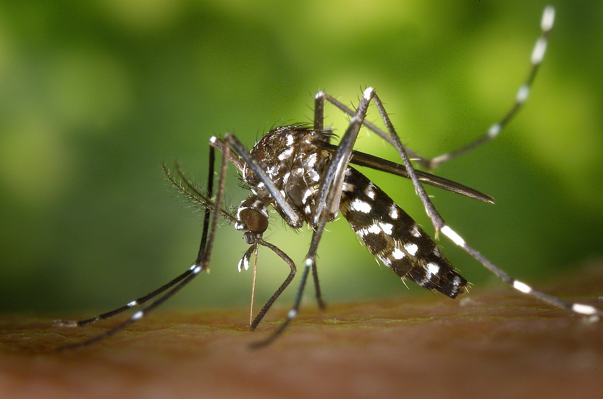 Ação de combate a dengue acontece  no Nova Monte Serrat