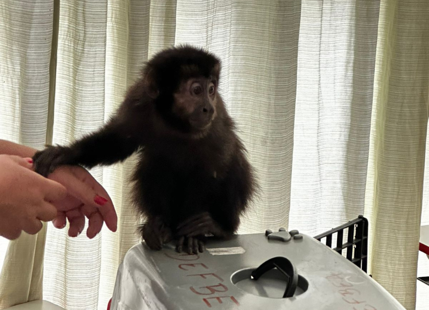 Macaco-prego é resgatado após invadir escola em Itupeva 