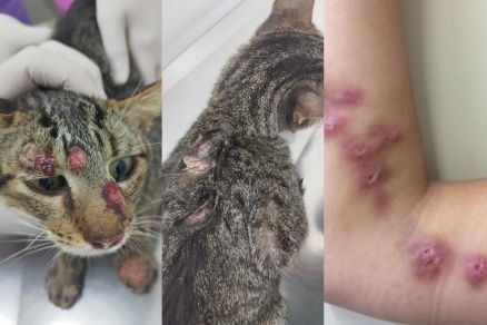  Itupeva tem casos de esporotricose em humanos e em gatos