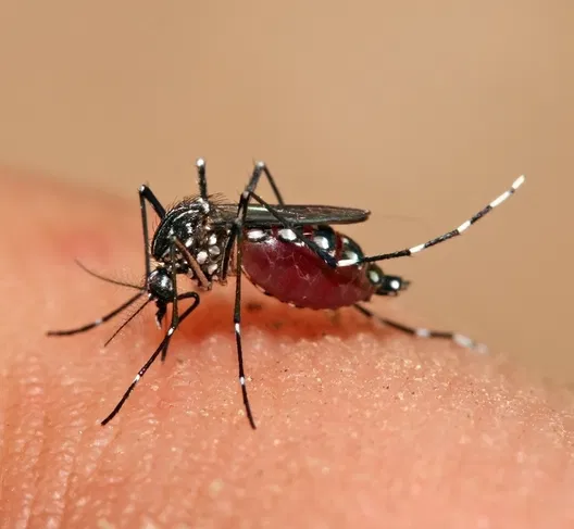 Itupeva tem 10 novos casos de dengue em três dias