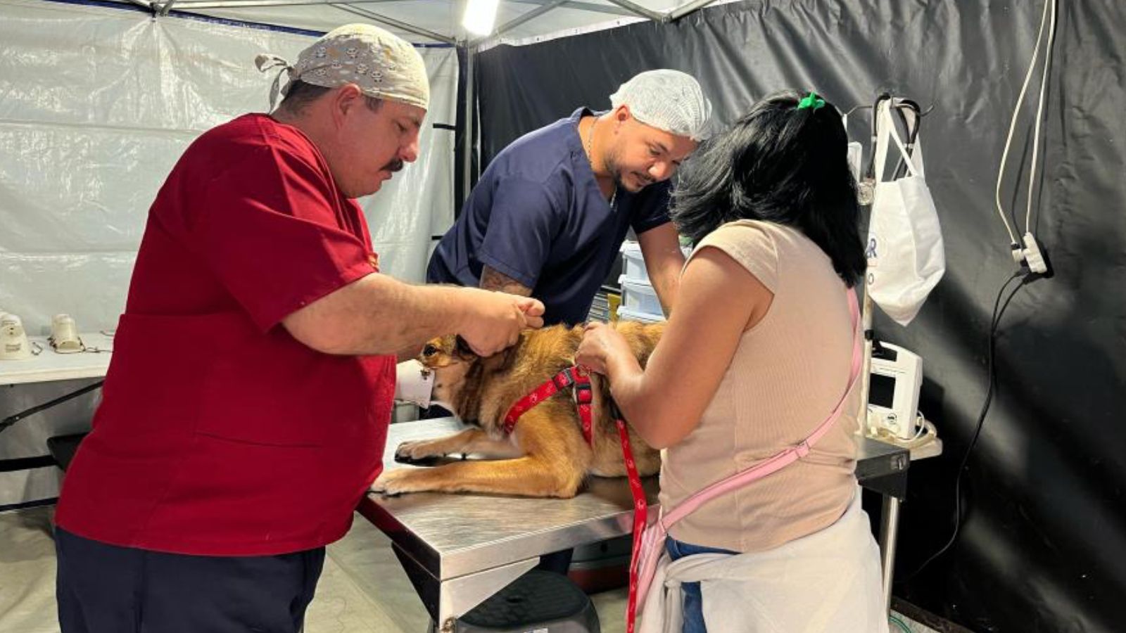  Inscrições para mutirão de castração de cães e gatos