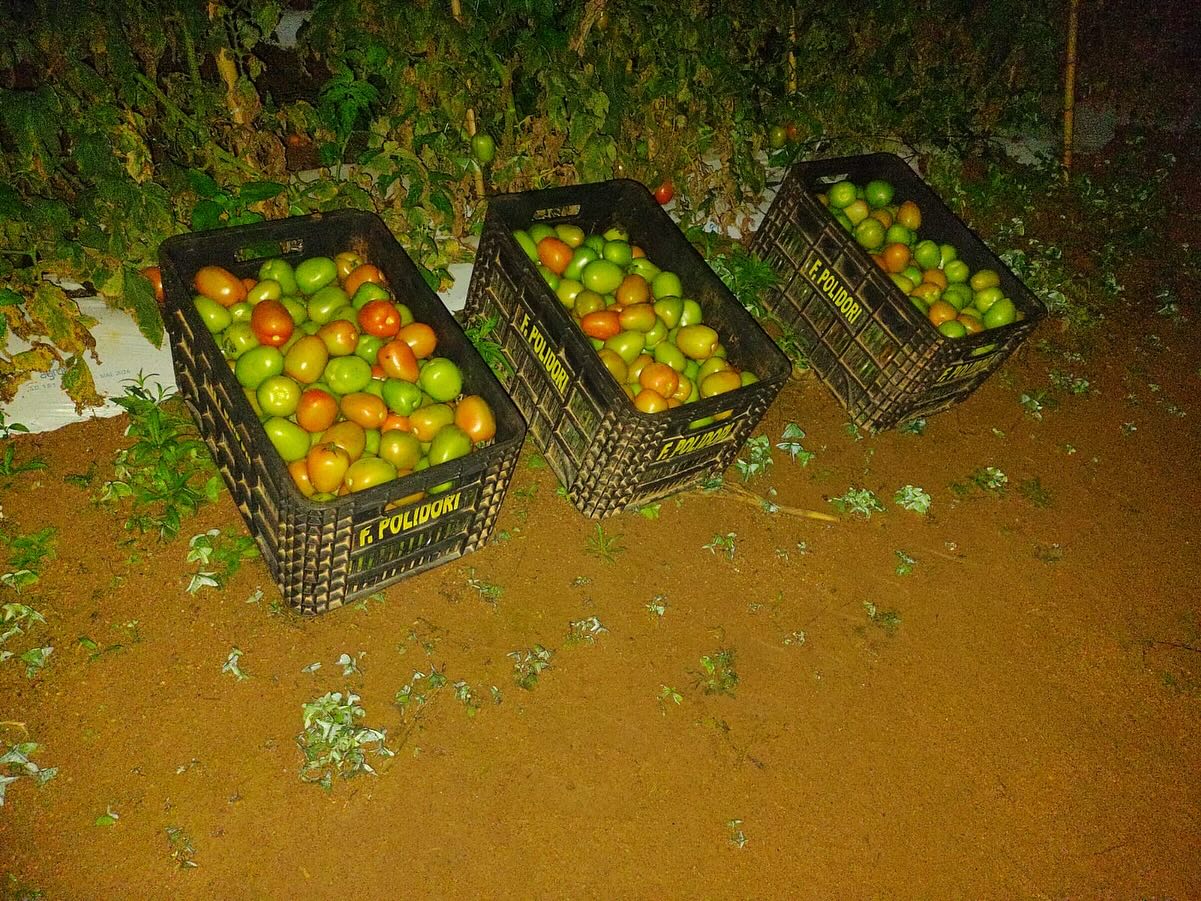 Homem é preso após furtar caixas de tomates de fazendeiros em Cabreúva