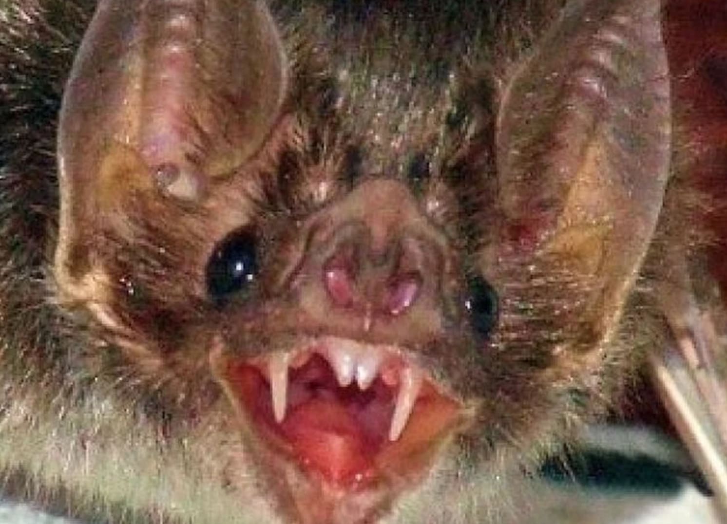  Itupeva registra primeiro caso de raiva em morcego em 2025