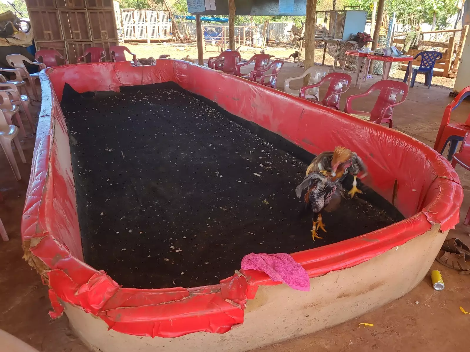  GCM estoura laboratório de drogas e rinha de galo no Quilombo