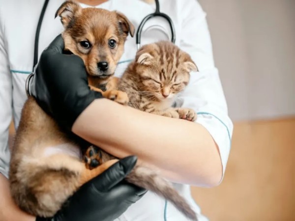 Itupeva abre inscrições para mutirão de castração de cães e gatos