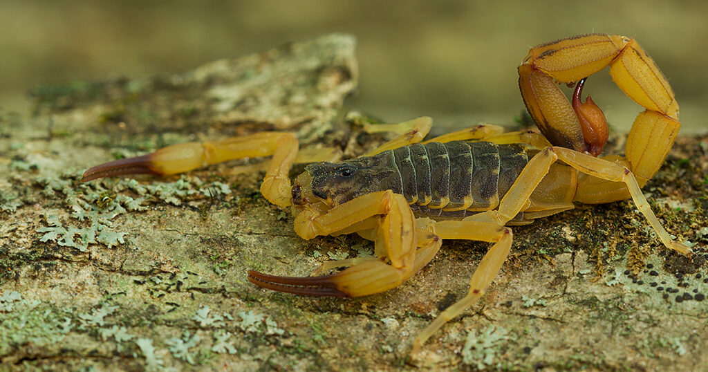 Moradores relatam o risco de escorpiões na Vila São João