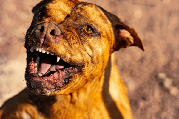 Dois pitbulls atacam uma mulher em via pública