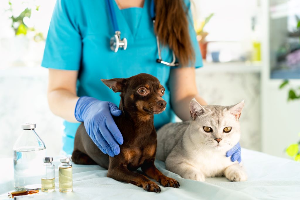 DEFBEA abre agendamentos para vacinação antirrábica de cães e gatos em Itupeva
