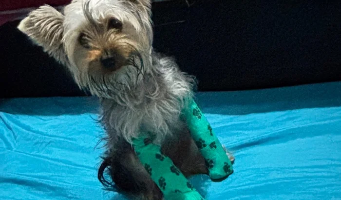  Tutora faz campanha para pagar a cirurgia de Paçoca