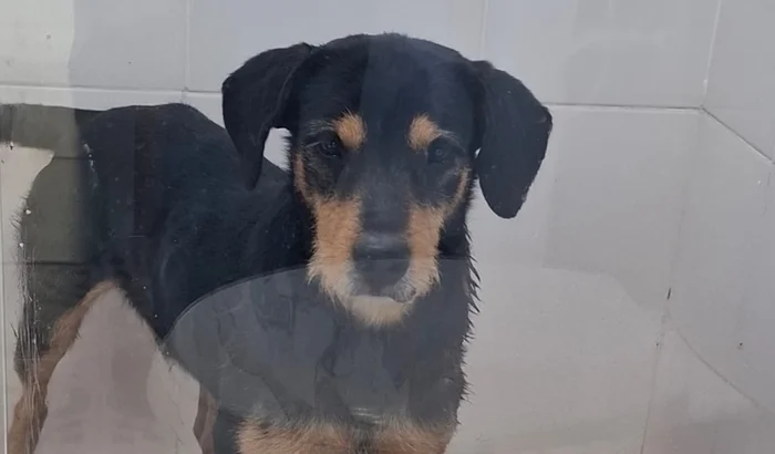 Itupevense faz vaquinha para custear tratamento de cão comunitário