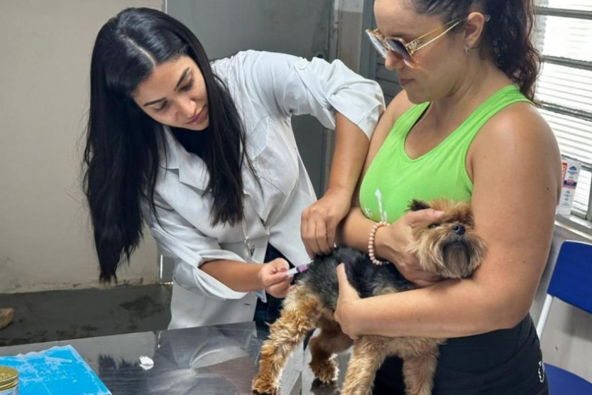 Vacinação antirrábica para cães e gatos tem agendamento aberto em Itupeva